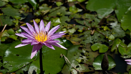 Wall Mural - Honey bees pollinate the pink lotus.