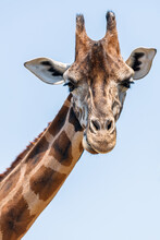 Giraffe Portrait On The Sky In The Background