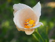 roślina hibiskus kwiat piękno przyroda botanika kwitnienie