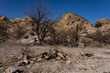 Dry River Bed Desert Landscape Post Wild Fire