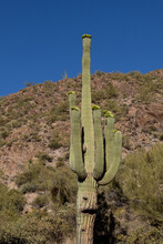 Saguaro That Looks Like It Has A Face
