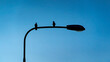 silhouette of two birds sitting on a lamp post with blue sky in the background