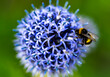 A bee sitting on a Blue globe-thistel flower with green background