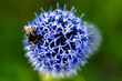 A bee sitting on a Blue globe-thistel flower with green background