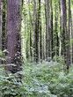 Bluszczowy las liściasty.