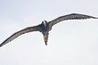 Fregattvogel in der Karibik