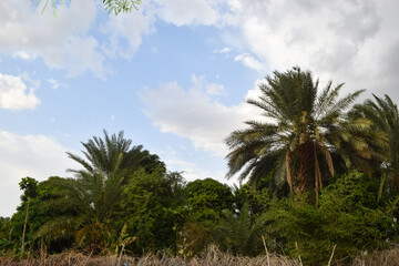 Wall Mural - Palm Dates Tree Fruit Garden Landscape, Natural tropical food summer season nutrition 