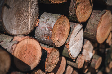 Sticker - Log trunks pile, the logging timber forest wood industry. Banner or panorama of wood trunks timber harvesting in forest. Wood cutting in forest.