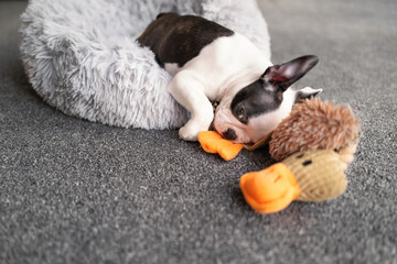 Poster - Boston Terrier puppy sleeping over the edge of a fluffy bed on to carpet. A soft duck toy is next to her. She is very sleepy after playing.