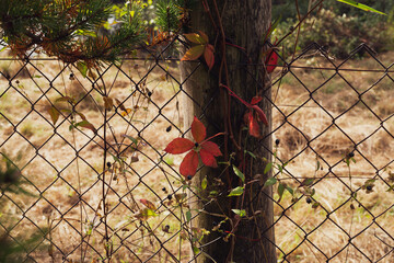 Wall Mural - Autumn background with leaf on the fence and hay on the background