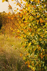 Wall Mural - Forest landscape with linden tree in soft autumn sunbeams