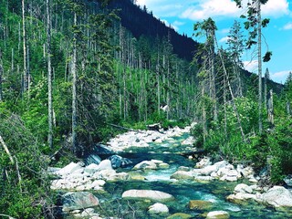 Wall Mural - mountain river in the forest, Tatry Poland