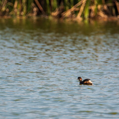 duck in the water