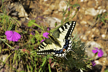 Butterfly in search of nectar