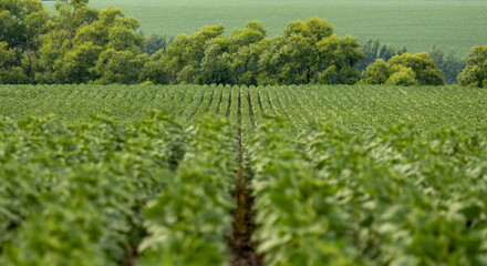 Wall Mural - landscape with smooth rows of sunflower shoots going to the horizon