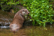 Hunting otter. European river otter, Lutra lutra, sniffs about prey in river. Endangered fish predator in nature. Adorable fur coat animal with long tail. Wild animal in brook. Habitat Europe, Asia.