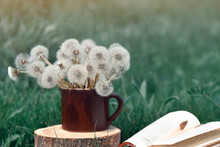 Closeup Shot Of Plucked Dandelions On A Mug And An Interesting Book On The Grass