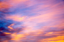 Birds In Sky During Sunrise At Princes Park, Melbourne