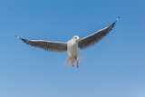 Fototapeta Sport - White seagulls flying on the sky.