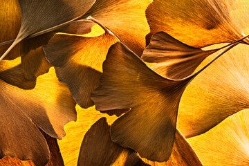 Sticker - the background from fresh golden Ginkgo biloba leaves