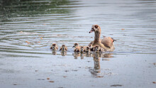 A Family Of Egyptian Geese Swimming Together On A Lake