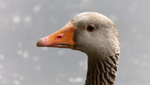 An Inquisitive Goose, Portrait, Close Up