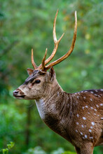 A Very Dashing Spotter Deer
