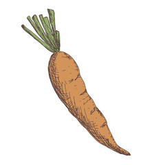 Sketch of carrot contour drawing isolated on white background, stock vector illustration, for design and decoration, sticker, template, vintage, banner, vegetables