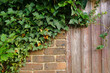 © Romain Perera/Wirestock - Closeup of crawling and blooming ivy on the brick wall
