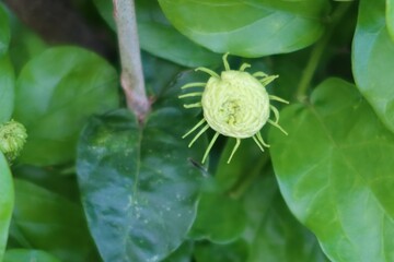 Poster - green caterpillar on a flower