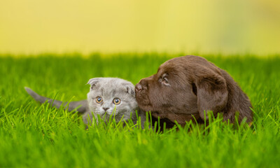 Aufkleber - Chocolate Labrador Retriever puppy kisses a cat on green summer grass
