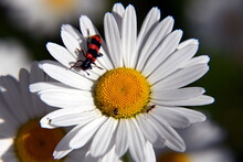 Zottiger Bienenkäfer Auf Margaritte