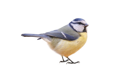 Wall Mural - Blue Tit (Cyanistes caeruleus), Titmouse isolated on white background