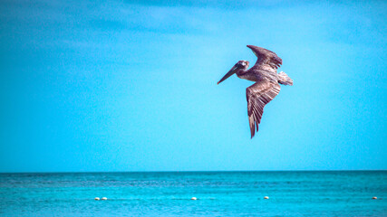 Pelicano Volando 2