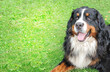 big happy dog bernese mountain dog  on a  green grass