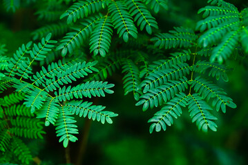  Branches of Acacia's leaves in the forest (Leucaena leucocepphala in science name)
