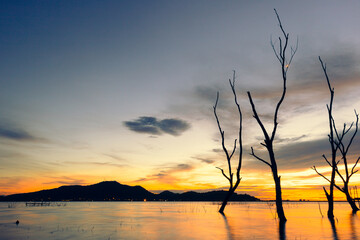 Wall Mural - Sunset at coast of the lake and dead tree. Nature landscape.