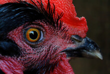 Closeup Of A Rooster Eye