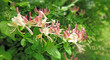 Geißblatt - honeysuckle - Lonicera caprifolium