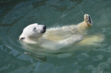A Polar Bear Swims In The Water