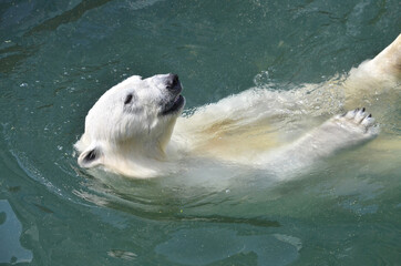 Wall Mural - a polar bear swims in the water