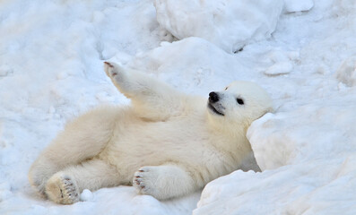 Wall Mural - polar bear cub