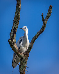 Wall Mural - Little Blue Heron roosting in the fork of a dead tree along the Shadow Creek Ranch Nature Park in Pearland, Texas!