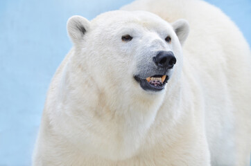 Wall Mural - polar bear portrait