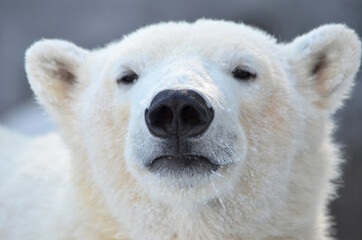 polar bear cub