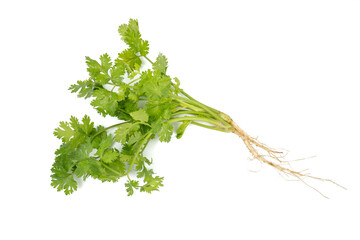 Wall Mural - Bunch of green Coriander,cilantro,Parsley leaves (Coriandrum sativum) isolated on white background