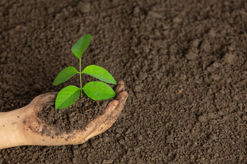 hand planting seedlings in the ground world ozone day concept