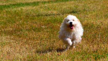  Dog, coton de Tulear