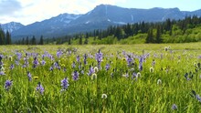 Blue Camas Wildflowers - Field Of Blue Camas Wildflowers Swaying By Gentle Breeze In A Mountain Meadow At Cut Bank Valley On A Sunny And Calm Spring Evening, Glacier National Park, Montana, USA.