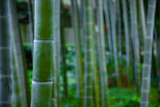 Fototapeta Sypialnia - Beautiful bamboo forest at the traditional park daytime